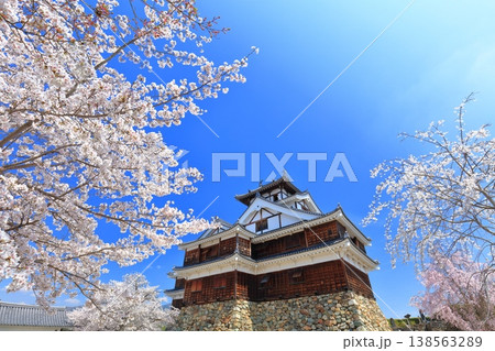 【京都府】桜が満開の福知山城 138563289