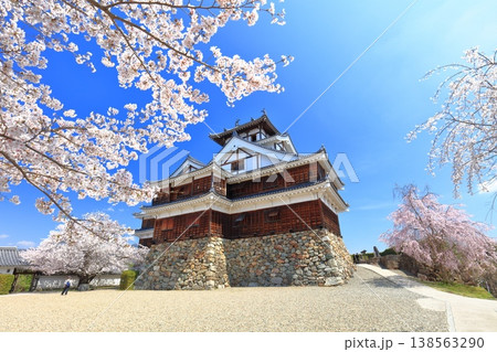 【京都府】桜が満開の福知山城 【京都府】桜が満開の福知山城 138563290
