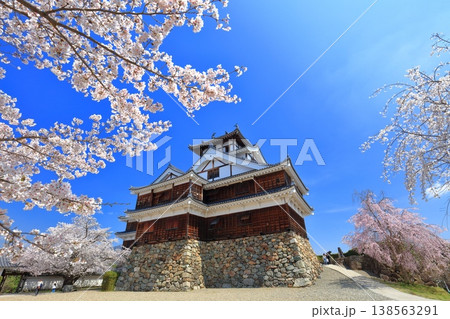 【京都府】桜が満開の福知山城 138563291