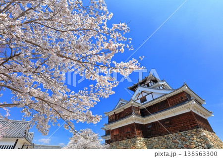 【京都府】桜が満開の福知山城 【京都府】桜が満開の福知山城 138563300
