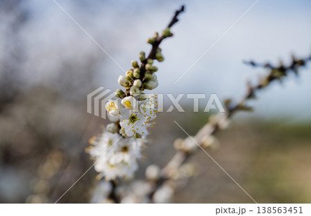Delicate white blossom on tree branch in spring sunlight with soft bokeh background and fresh seasonal nature concept Delicate white blossom on tree branch in spring sunlight with soft bokeh background and fresh seasonal nature concept 138563451