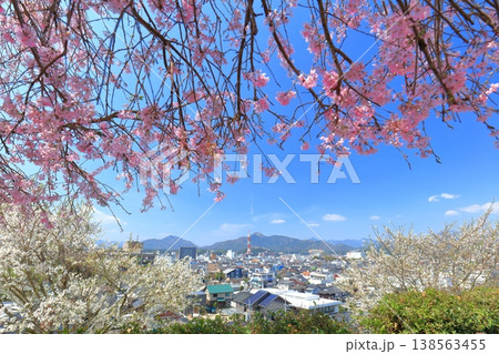 【京都府】福知山城から見た福知山市街地と満開の桜 138563455