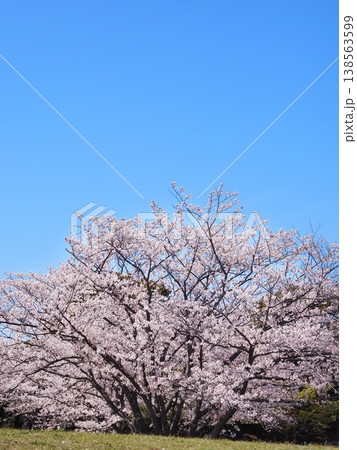 内みのわ運動公園の桜（君津市） 138563599