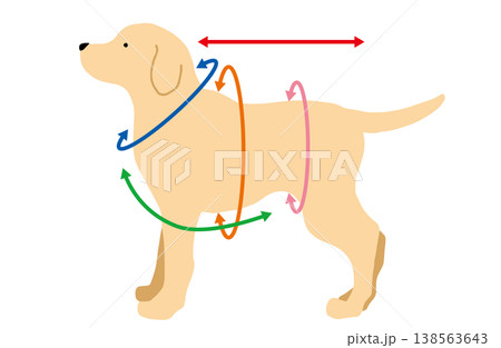 犬　サイズ　測り方　手書きイラスト 138563643
