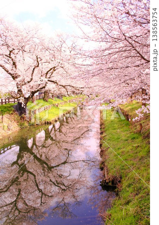 縦構図：水面に映る満開の桜並木と青空のリフレクション 138563754
