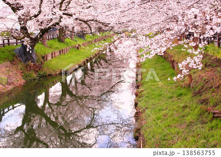 満開の桜(ソメイヨシノ)とリフレクションが美しい春の小川 満開の桜(ソメイヨシノ)とリフレクションが美しい春の小川 138563755