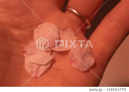 手のひらに集めた桜の花びら 春のやさしい余韻 手のひらに集めた桜の花びら 春のやさしい余韻 138563779