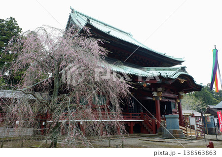 千葉県君津市 鹿野山神野寺・本堂と枝垂桜 千葉県君津市 鹿野山神野寺・本堂と枝垂桜 138563863