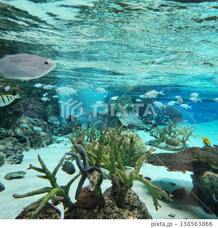 透明な海中に広がるサンゴ礁と熱帯魚の風景 透明な海中に広がるサンゴ礁と熱帯魚の風景 138563866