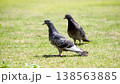 晴れた日の公園の芝生の上で、並んで歩く2羽の野鳩 138563885