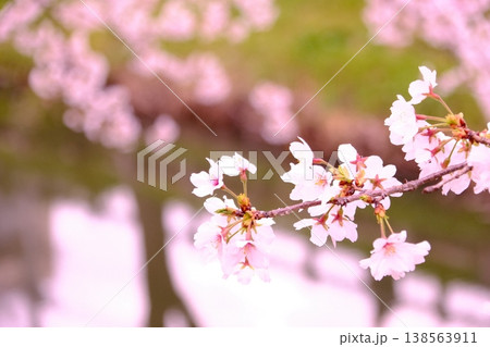 水面に映る桜のリフレクション：左側にコピースペースのある春の背景素材 138563911