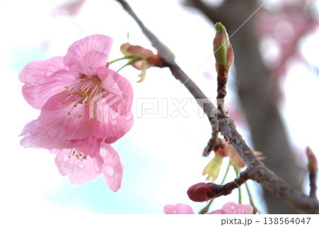 春の訪れを告げる河津桜 138564047