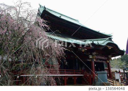千葉県君津市 鹿野山神野寺・本堂と枝垂桜 千葉県君津市 鹿野山神野寺・本堂と枝垂桜 138564048