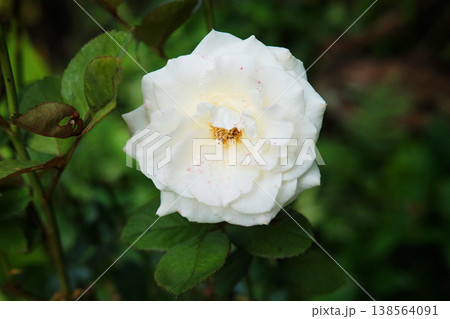 Close up blooming white gardenia jasmine flowers branch with natural sunlight in garden Close up blooming white gardenia jasmine flowers branch with natural sunlight in garden 138564091