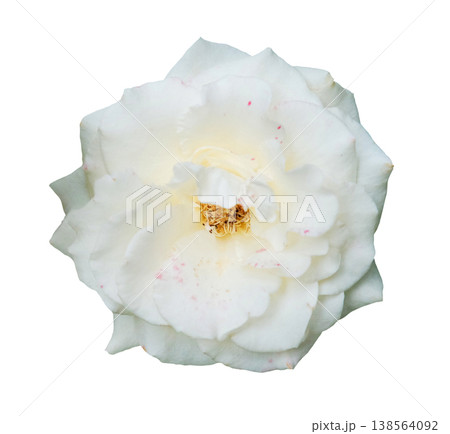 A single fresh blooming gardenia jasmine or white rose isolated on white background with clipping path A single fresh blooming gardenia jasmine or white rose isolated on white background with clipping path 138564092