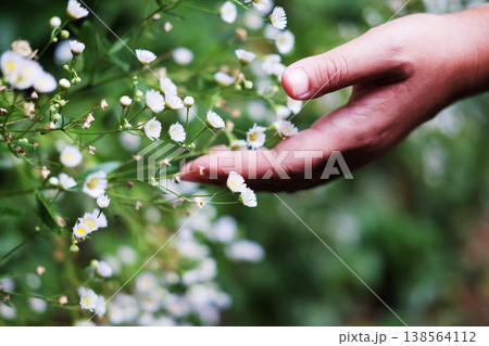 A hand softly touches delicate small white daisies wildflowers in tropical garden 138564112