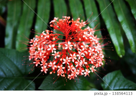 Top view of Blooming red Clerodendrum paniculatum or pagoda flower branch in tropical garden Top view of Blooming red Clerodendrum paniculatum or pagoda flower branch in tropical garden 138564113