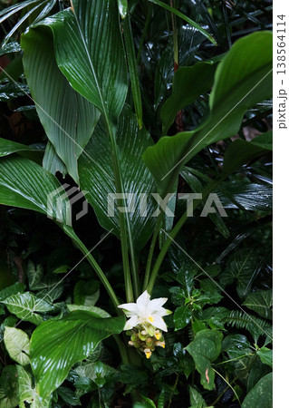Fresh blooming white turmeric flower in tropical forest 138564114