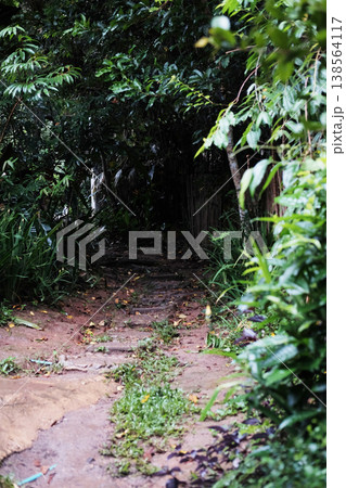 Fresh Stone carved path in tropical forest Fresh Stone carved path in tropical forest 138564117