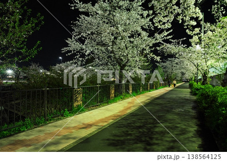 夜桜満開の山崎川四季の道 138564125