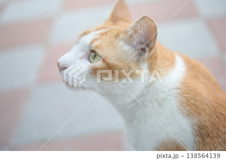 猫 138564139
