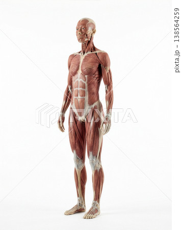 筋肉標本 筋肉標本 138564259