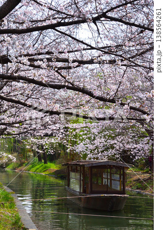 春　桜　京都　宇治川派流　十石舟 138564261