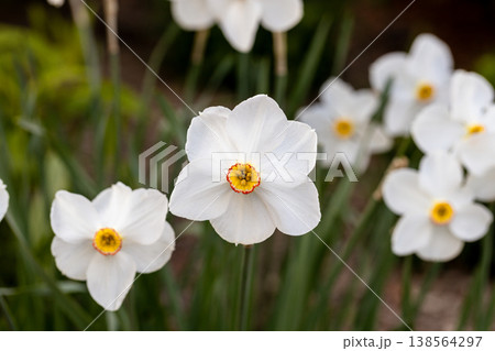 Close-up of white narcissus flowers (Narcissus poeticus) in spring garden. Beautiful daffodils against green bokeh background. 138564297