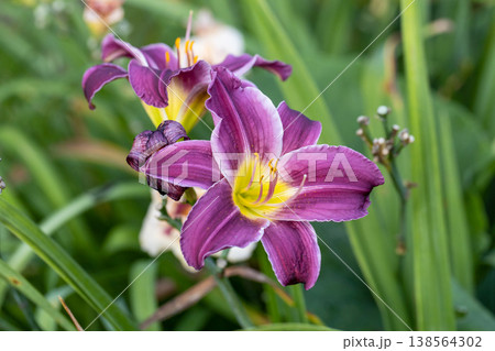 Purple and yellow daylily close-up 138564302