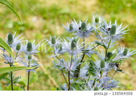 Eryngium alpinum 'Blue Jackpot' also known as Blue Sea Holly Eryngium alpinum 'Blue Jackpot' also known as Blue Sea Holly 138564308