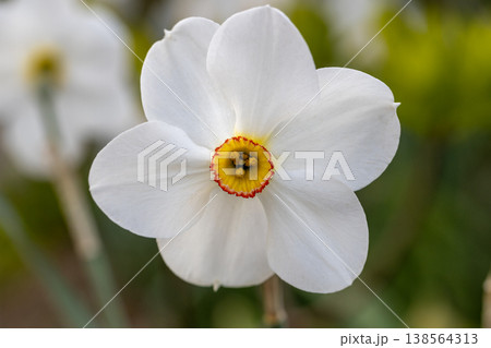 Close-up of white narcissus flowers (Narcissus poeticus) in spring garden 138564313