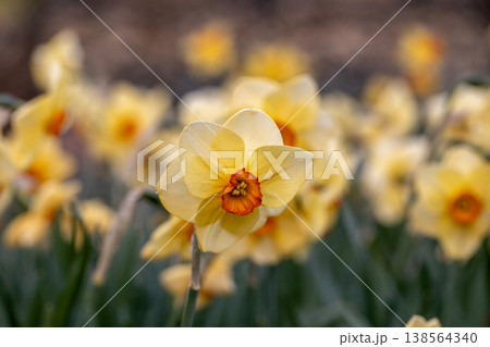 Narcissus Altruist blossoms in the garden in spring 138564340