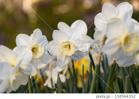 Close-up of white narcissus flowers (Narcissus poeticus) in spring garden 138564352