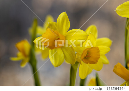 Beautiful Spring banner with fresh yellow daffodil flowers grow in pot on windowsill Beautiful Spring banner with fresh yellow daffodil flowers grow in pot on windowsill 138564364