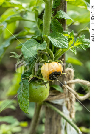 Still green, unripe, young tomato fruits affected by blossom end rot 138564370