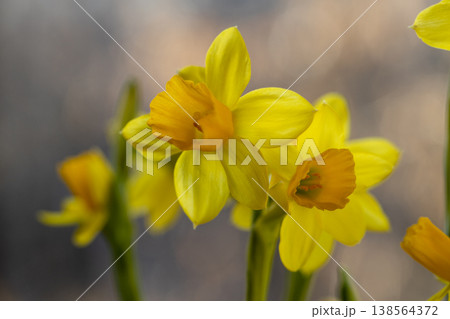 Beautiful Spring banner with fresh yellow daffodil flowers grow in pot on windowsill Beautiful Spring banner with fresh yellow daffodil flowers grow in pot on windowsill 138564372