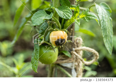 Still green, unripe, young tomato fruits affected by blossom end rot 138564373