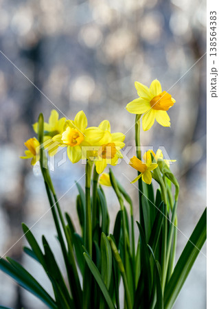 Beautiful Spring banner with fresh yellow daffodil flowers grow in pot on windowsill 138564383