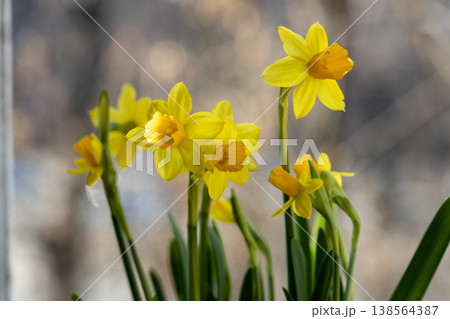 Beautiful Spring banner with fresh yellow daffodil flowers grow in pot on windowsill 138564387