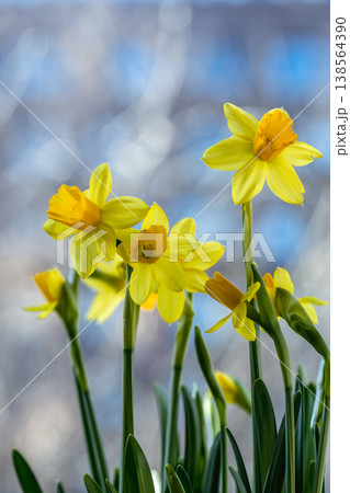 Beautiful Spring banner with fresh yellow daffodil flowers grow in pot on windowsill 138564390
