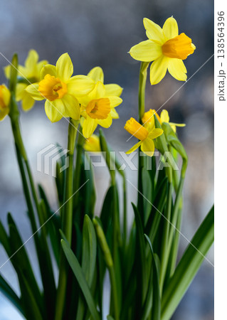 Beautiful Spring banner with fresh yellow daffodil flowers grow in pot on windowsill Beautiful Spring banner with fresh yellow daffodil flowers grow in pot on windowsill 138564396