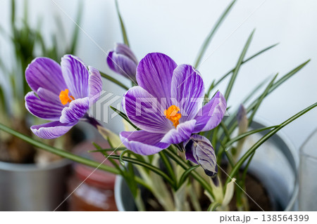 Bright colorful sparkling background of round shiny circles. Night club with realistic highlights 138564399