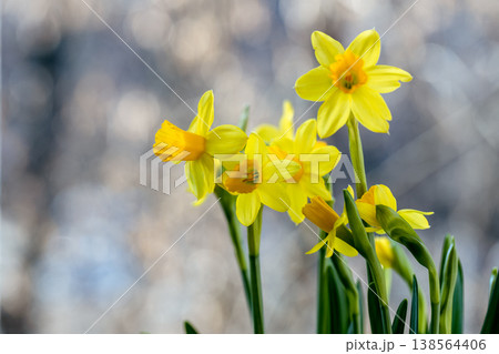 Beautiful Spring banner with fresh yellow daffodil flowers grow in pot on windowsill 138564406