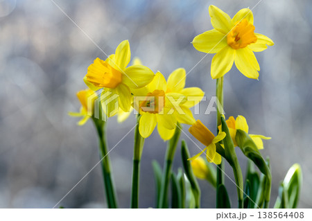 Beautiful Spring banner with fresh yellow daffodil flowers grow in pot on windowsill 138564408