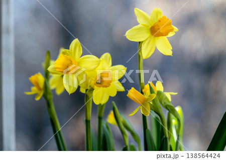 Beautiful Spring banner with fresh yellow daffodil flowers grow in pot on windowsill Beautiful Spring banner with fresh yellow daffodil flowers grow in pot on windowsill 138564424