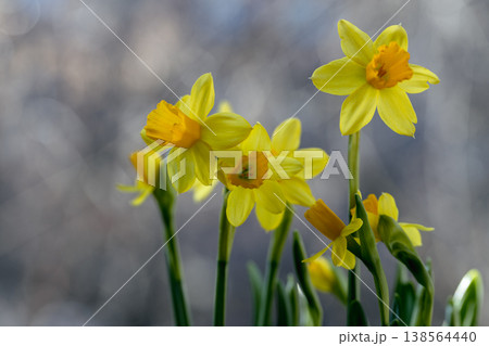 Beautiful Spring banner with fresh yellow daffodil flowers grow in pot on windowsill 138564440