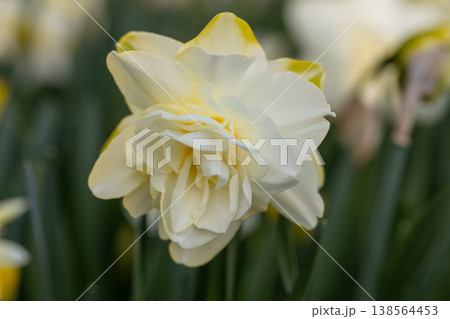 White flower of daffodil Narcissus cultivar Obdam from Double Group 138564453