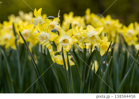 Yellow Narcissus Pipit in garden. Narcissus poeticus  138564456