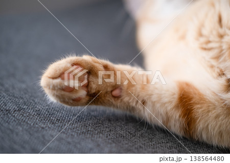 Ginger cat's paw on the sofa Ginger cat's paw on the sofa 138564480
