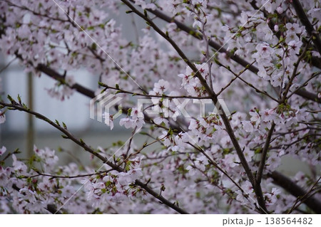 桜の花が咲いています 桜の花が咲いています 138564482